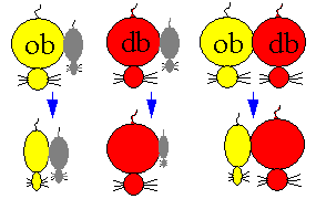 parabiosis
